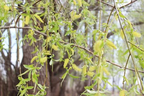 Weeping willow in the forest Stock Photos