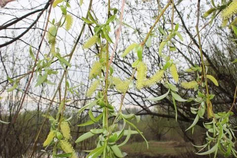 Weeping willow in the forest Stock Photos
