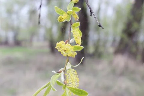 Weeping willow in the forest Foto stock