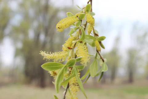 Weeping willow in the forest Stock Photos