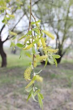Weeping willow in the forest Stock Photos