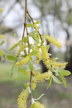 Weeping willow in the forest Stock Photos