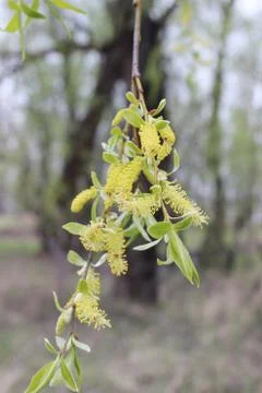 Weeping willow in the forest Stock Photos