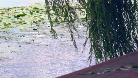 Weeping willow fronds bowing in the breeze Stock Footage 112150661