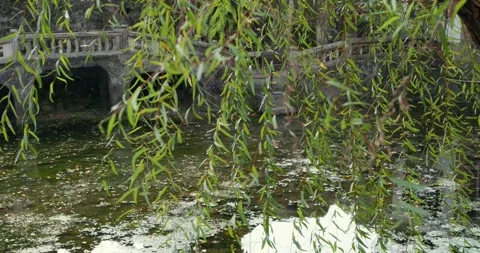 Weeping willow in the garden with stone bridge Stock Footage 276820649