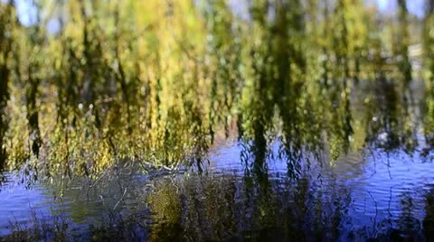 Weeping Willow gently swaying (Tilt/Shift) Stock Footage 12531903