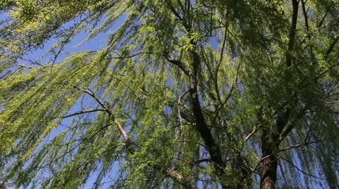Weeping Willow Green Leaves Stock Footage