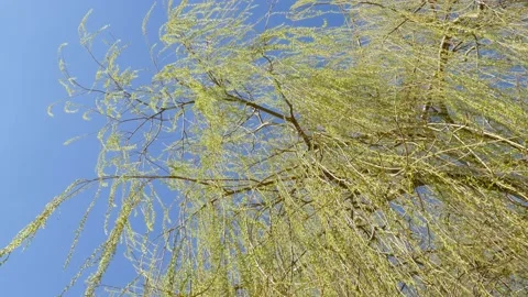 Weeping willow, green-yellow willow branches in spring, branches, twigs, blue Stock Footage 153024605
