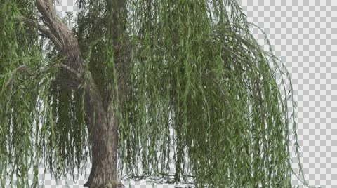 Weeping Willow Hanging Tree Branches Are Swaying Windy Green Narrow Tree Leaves Stock Footage 57829929