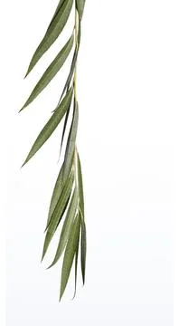 Weeping willow isolated on white background Stock Photos