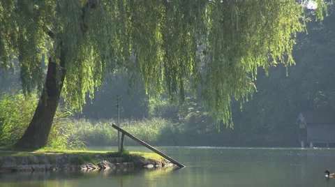 Weeping willow by lake with ducks Stock Footage 57340214