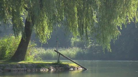 Weeping willow by a lake Stock Footage 57340141