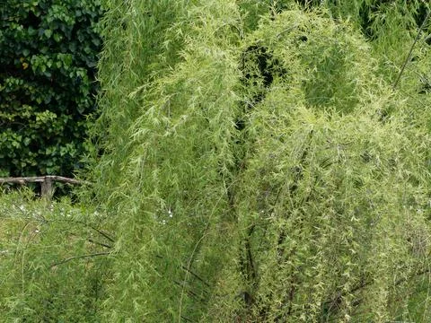 Weeping willow by a lake Stock Photos