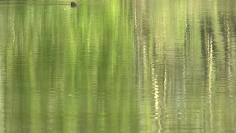 Weeping Willow Lake Reflections On A English Lake Stock Footage 151769756