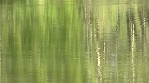 Weeping Willow Lake Reflections Stock Footage 151768201