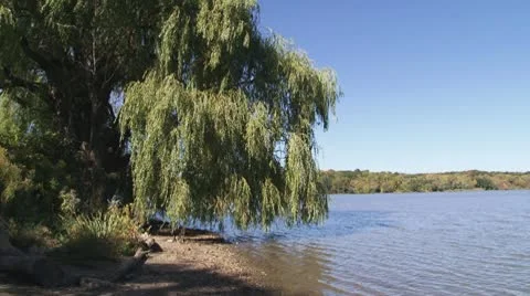 Weeping Willow On Lake Shore Stock Footage 10680033