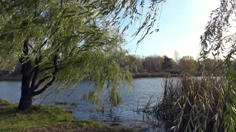 Weeping willow at a lake side Stock Footage 68901771