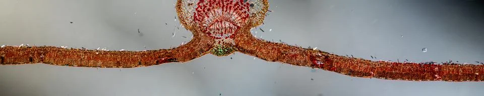 Weeping willow leaf in cross section 100x Stock Photos