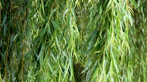 Weeping willow leaf in growth. Green leaves close up Stock Footage 255580471