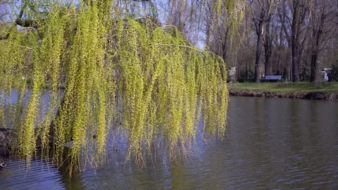 Weeping willow leaning over the river in the Park. Great place to stay Stock Footage 127777780