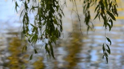 Weeping Willow Leaves gently swaying over water Stock Footage 12531936