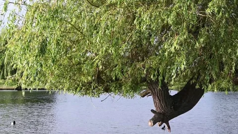 Weeping willow leaves growing out of old tree Stock Footage 277109749