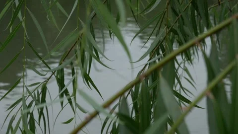 Weeping Willow Leaves Hanging Over Water Stock Footage 321644030