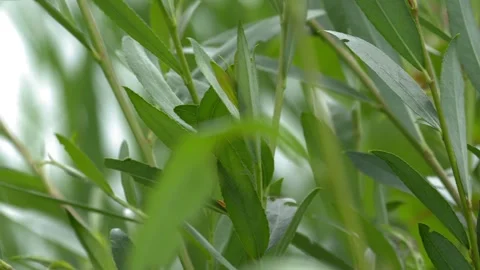 Weeping Willow Leaves Swaying in Wind - 4K Wildlife Slow Motion Shot Vídeos de archivo 336269231