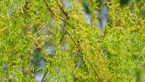 Weeping Willow Leaves. Weeping Willow Tree In Spring. Blooming Weeping Willow Stock Footage 259321103