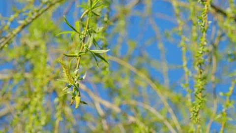 Weeping Willow Leaves. Weeping Willow Tree In Spring. Blooming Weeping Willow. Stock Footage 265127657