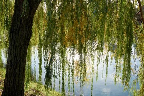 Weeping willow with long green branches over the calm river water Stock Photos