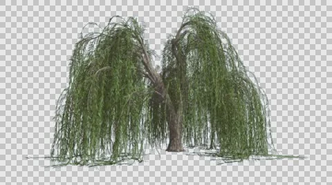 Weeping Willow Long Hanging Branches Are Swaying Windy Green Tree Leaves on a Stock Footage 57826550