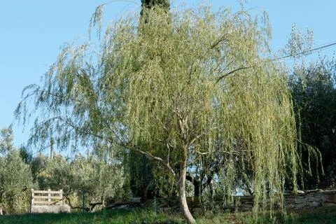Weeping willow or Babylon willow tree ( Salix babylonica ) . Tuscany, Italy Stock Photos
