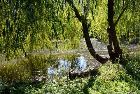 Weeping willow over a quiet forest pond on a sunny day Photos