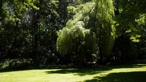 A weeping willow in the park Stock Footage 132426728