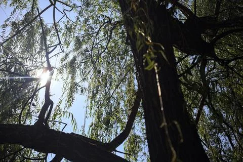 Weeping willow in a park Stock Photos
