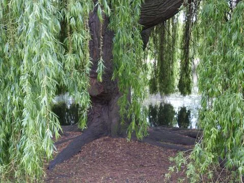 Weeping willow Stock Photos