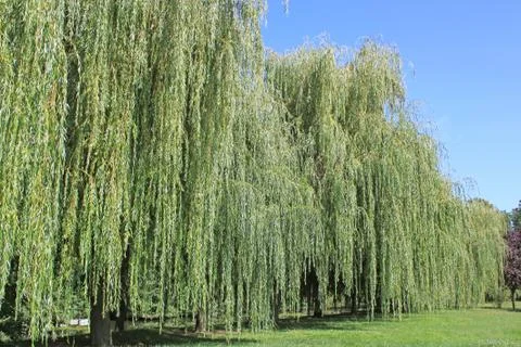 Weeping willow Stock Photos