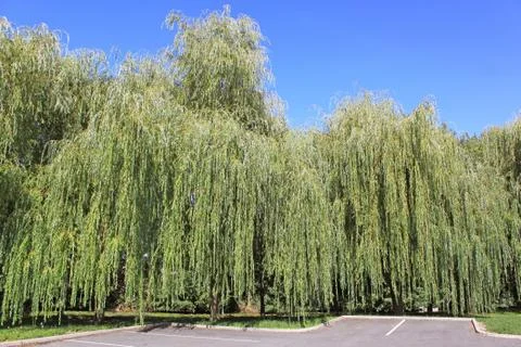 Weeping willow Foto stock