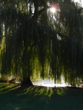 Weeping willow Stock Photos