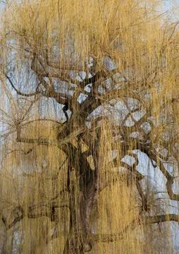 Weeping willow Stock Photos