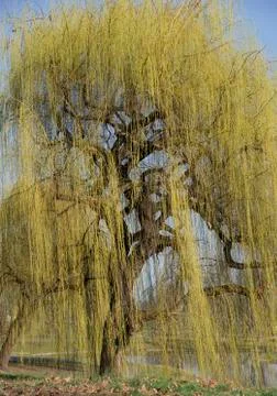 Weeping willow Stock Photos