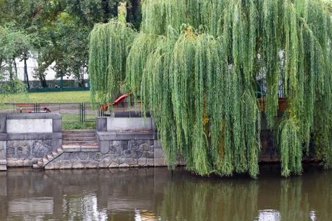 Weeping Willow Stock Photos