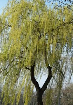 Weeping willow Stock Photos