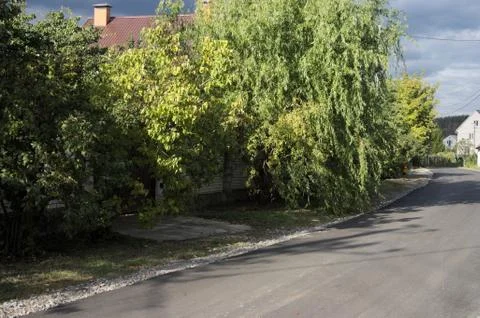 Weeping willow Stock Photos