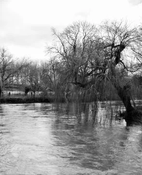 Weeping Willow Stock Photos