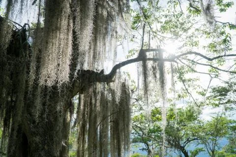 Weeping Willow Stock Photos