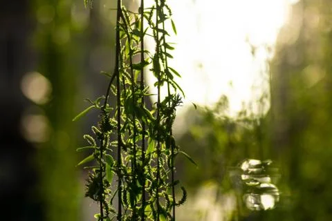 Weeping willow Foto stock