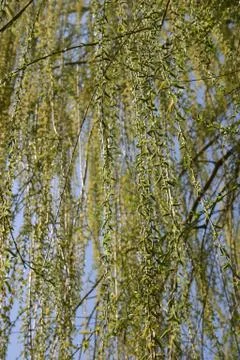 Weeping Willow Stock Photos