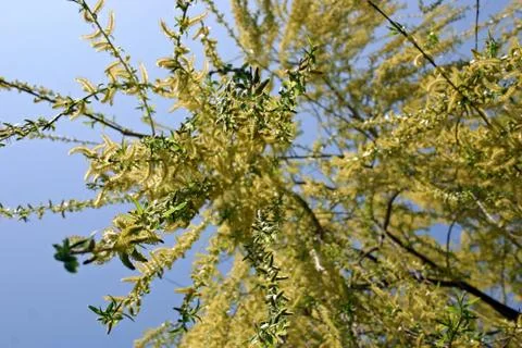Weeping Willow Stock Photos